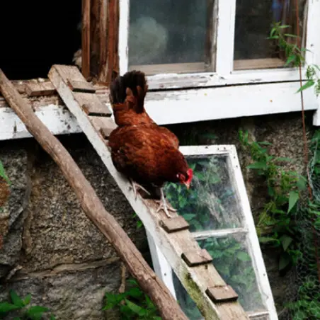 resizedimage399600 kana430