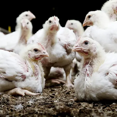 broileri lihakirja 800