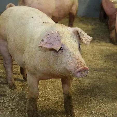 sikaheader800 kaurala