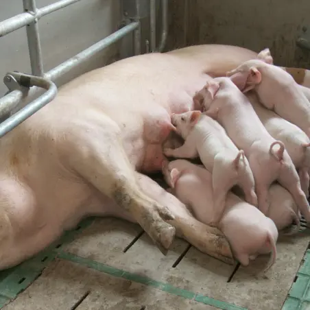 26 27 HK 10047 01.MP4.02 14 39 17.Still001 kuvaaja Kari Kylänpää